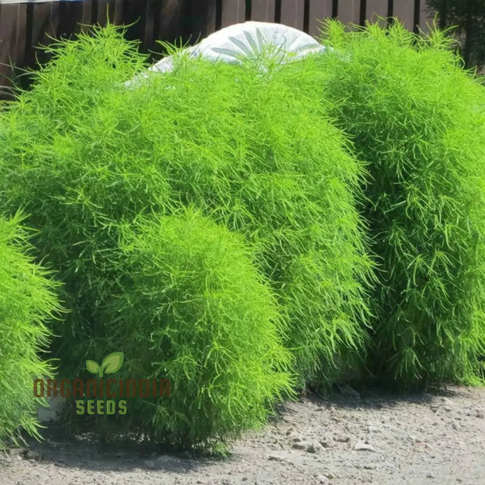 Kochia Fire Bush Seeds - Vibrant Red Foliage For Stunning Garden Displays