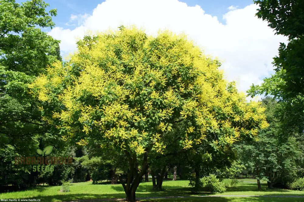 Koelreuteria Paniculata Seeds: Grow Stunning Golden Rain Trees With Ease And Enjoyment!