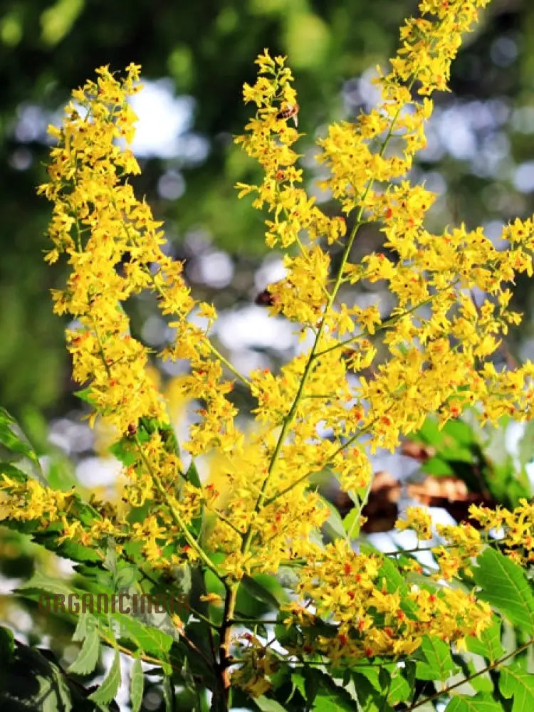 Koelreuteria Paniculata Seeds: Grow Stunning Golden Rain Trees With Ease And Enjoyment!