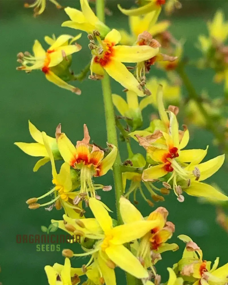 Koelreuteria Paniculata Seeds: Grow Stunning Golden Rain Trees With Ease And Enjoyment!