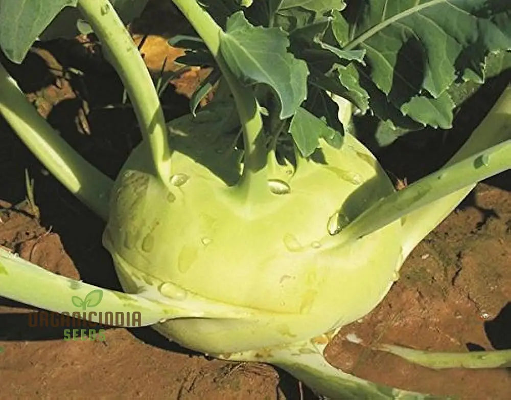 Kohl Rabi Mix Seeds For Planting And Gardening - Organic Vegetable