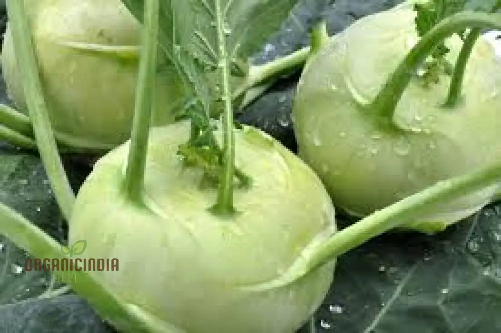 Kohl Rabi Mix Seeds For Planting And Gardening - Organic Vegetable