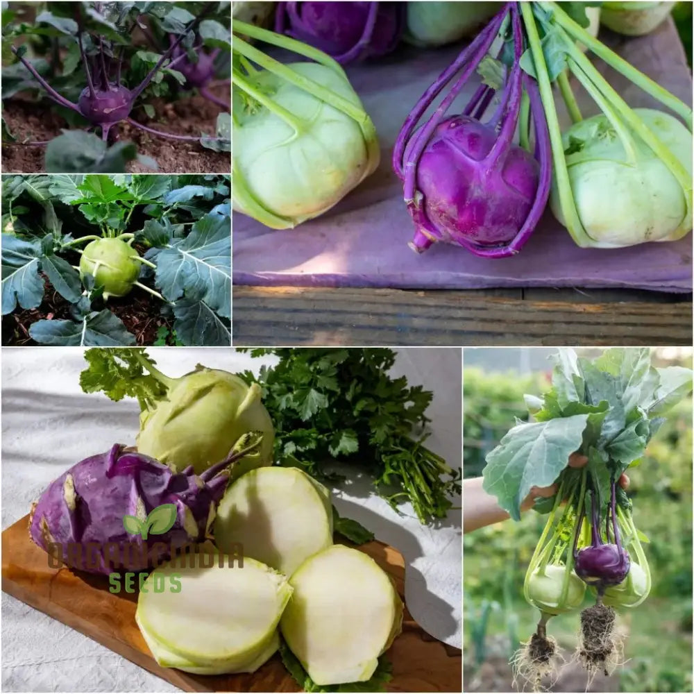 Kohl Rabi Mix Seeds For Planting And Gardening - Organic Vegetable