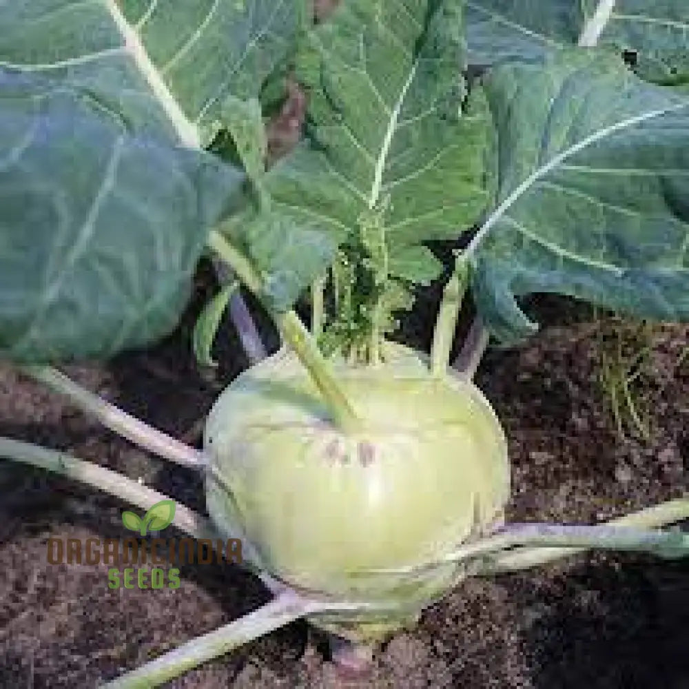 Kohl Rabi Mix Seeds For Planting And Gardening - Organic Vegetable