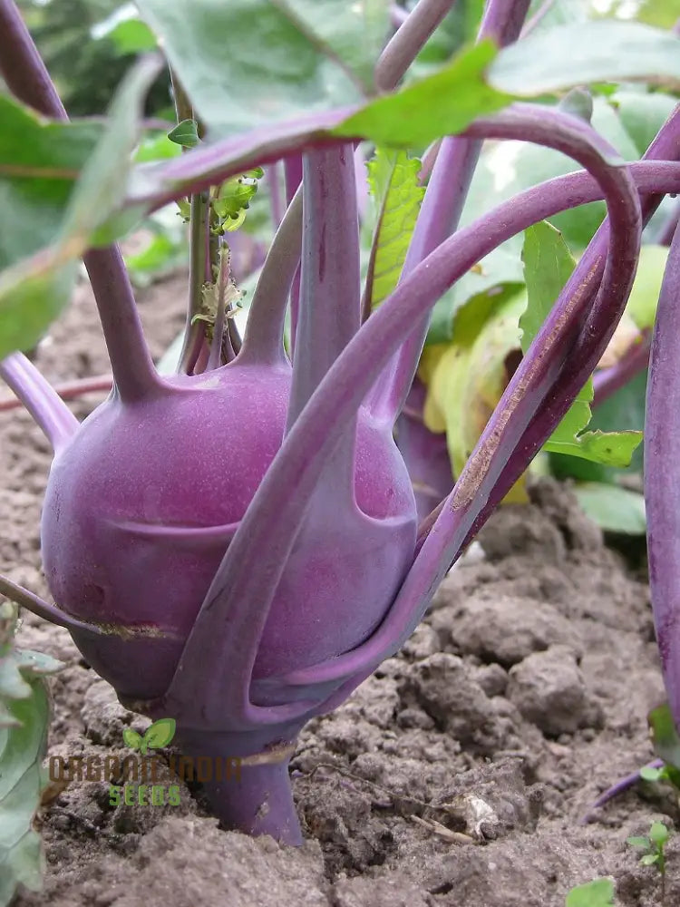 Kohl Rabi - Purple Vienna Seeds For Planting And Gardening Premium Quality