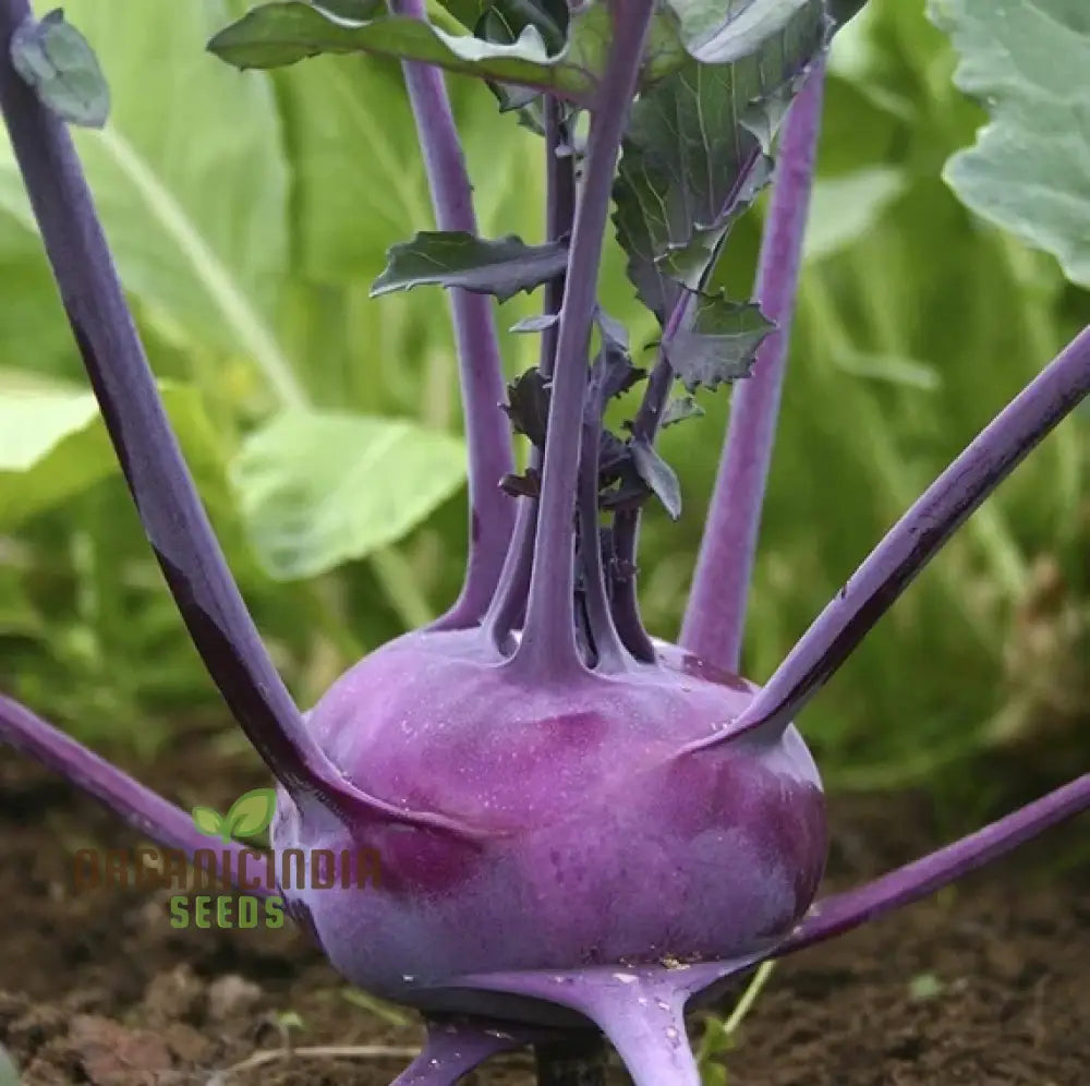 Kohl Rabi - Purple Vienna Seeds For Planting And Gardening Premium Quality