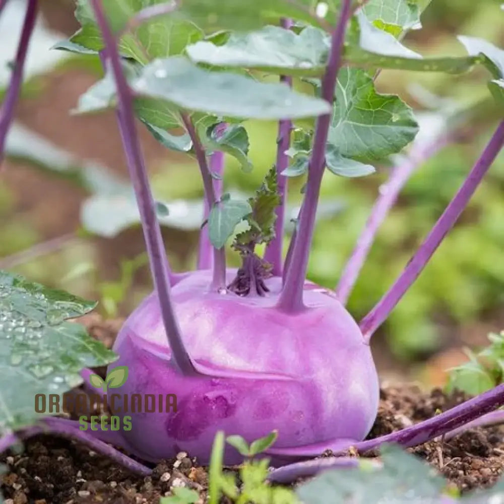 Kohl Rabi - Purple Vienna Seeds For Planting And Gardening Premium Quality