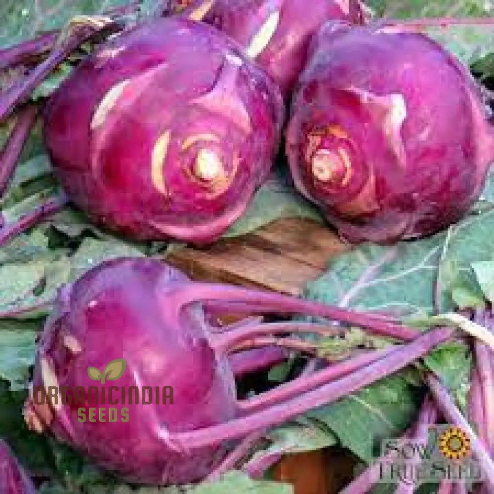 Kohl Rabi - Purple Vienna Seeds For Planting And Gardening Premium Quality