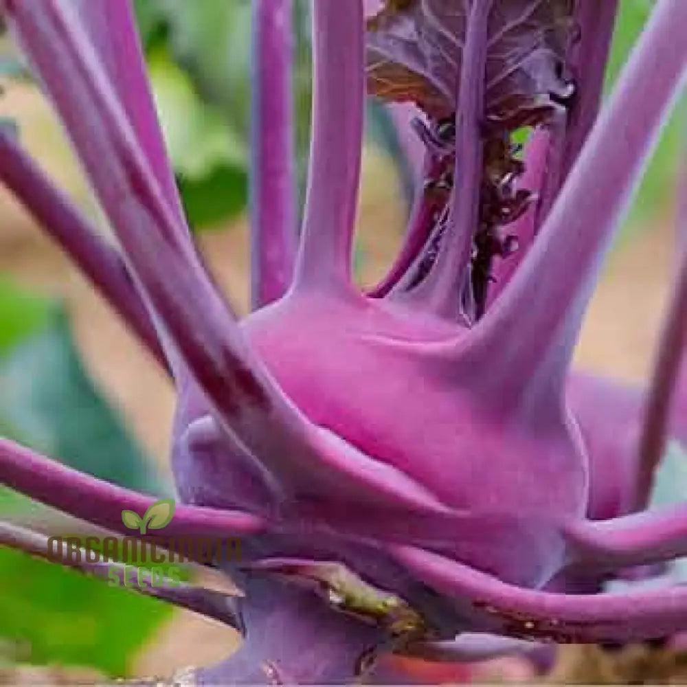 Kohl Rabi - Purple Vienna Seeds For Planting And Gardening Premium Quality