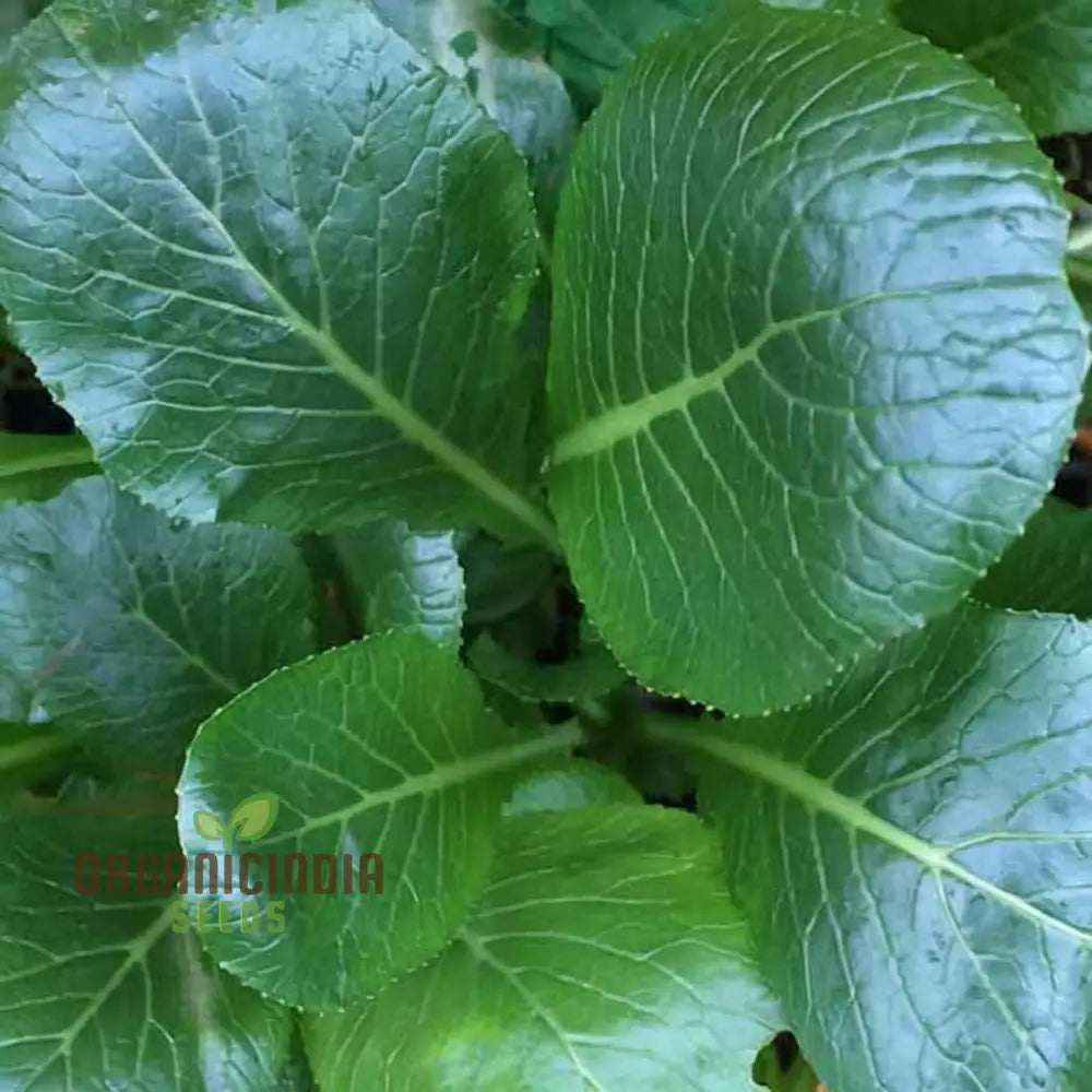 Komatsuna Leafy Vegetable Seeds For Thriving Planting And Gardening High-Quality Seeds