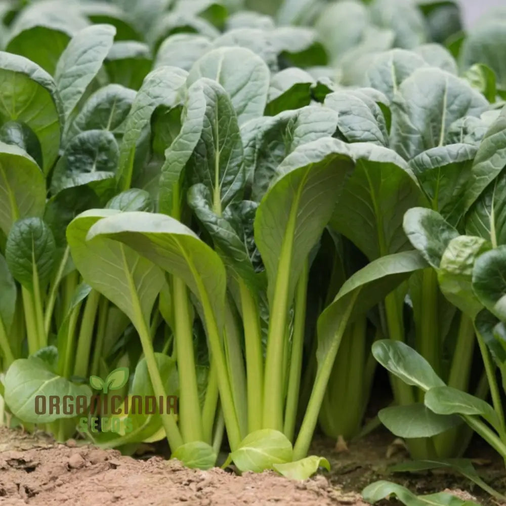 Komatsuna Leafy Vegetable Seeds For Thriving Planting And Gardening High-Quality Seeds