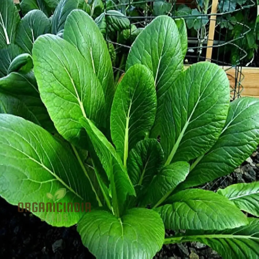 Komatsuna Leafy Vegetable Seeds For Thriving Planting And Gardening High-Quality Seeds