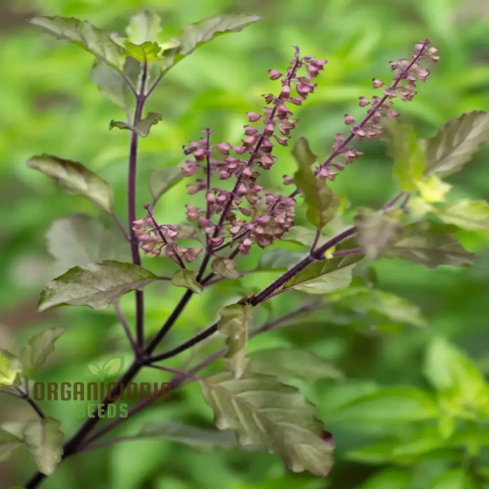 Krishna Tulasi Seeds For Planting - Sacred And Medicinal Plant For Spiritual Gardens