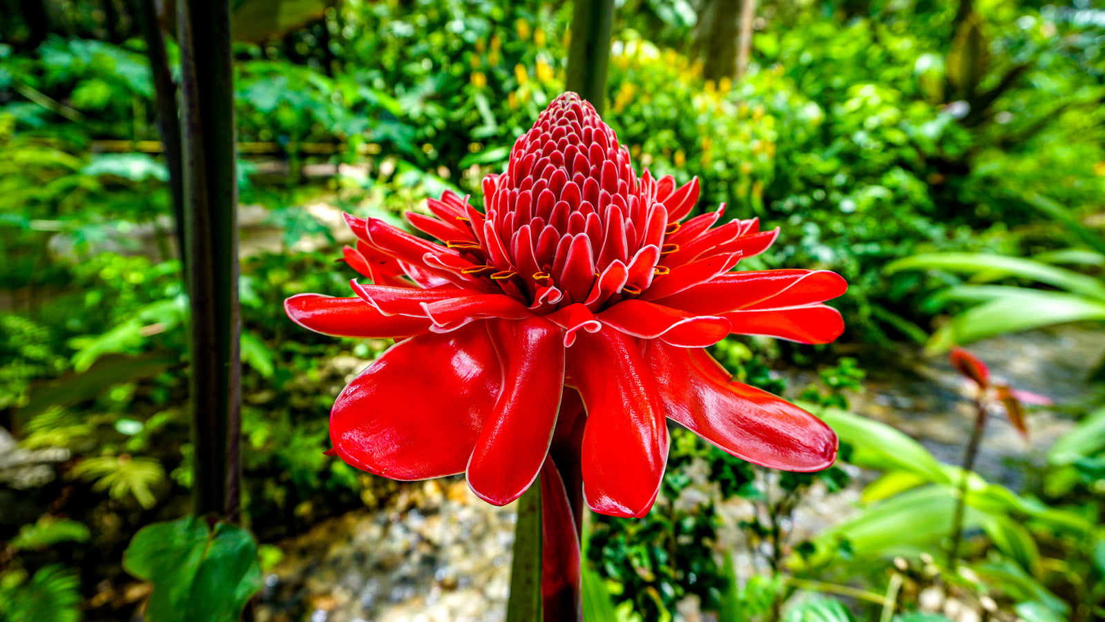 Unique Pinecone-Shaped Blooms with a Sweet Fragrance