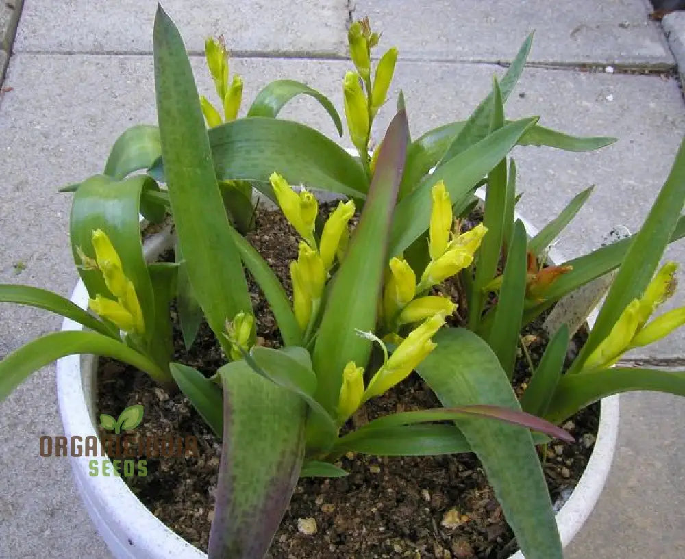 Lachenalia Reflexa Flower Seeds: Elevate Your Gardening Experience With Unique And Colorful Blooms!