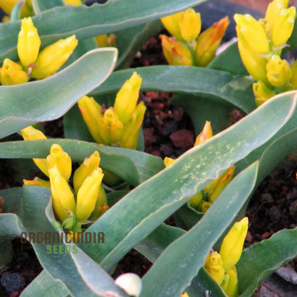 Lachenalia Reflexa Flower Seeds: Elevate Your Gardening Experience With Unique And Colorful Blooms!