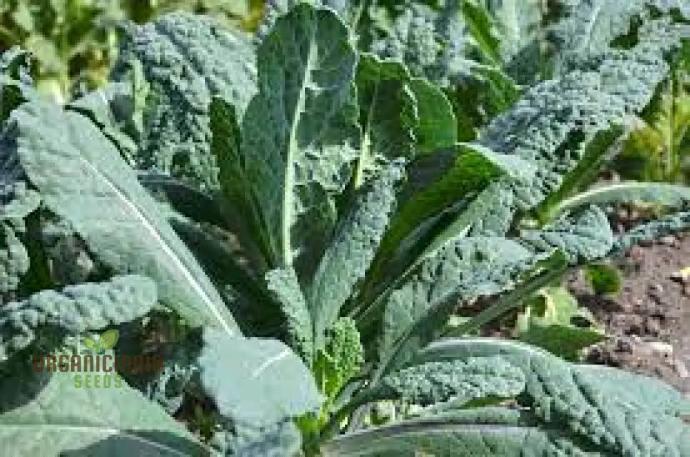 Lacinato Kale Seeds For Planting: Comprehensive Gardening Guide For Thriving Nutritious Harvests’