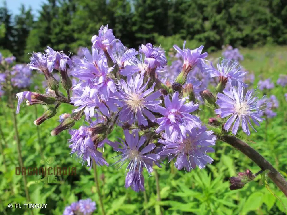 Lactuca Plumieri Seeds For Your Gardening Adventure – Cultivate Exquisite Flora Straight From