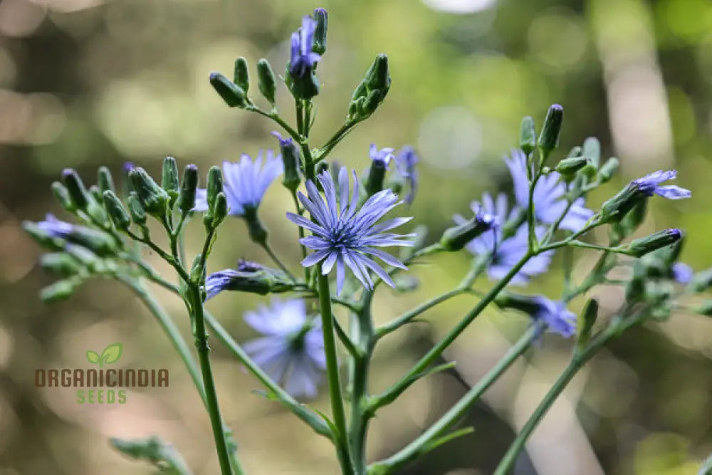 Lactuca Plumieri Seeds For Your Gardening Adventure â€“ Cultivate Exquisite Flora Straight From