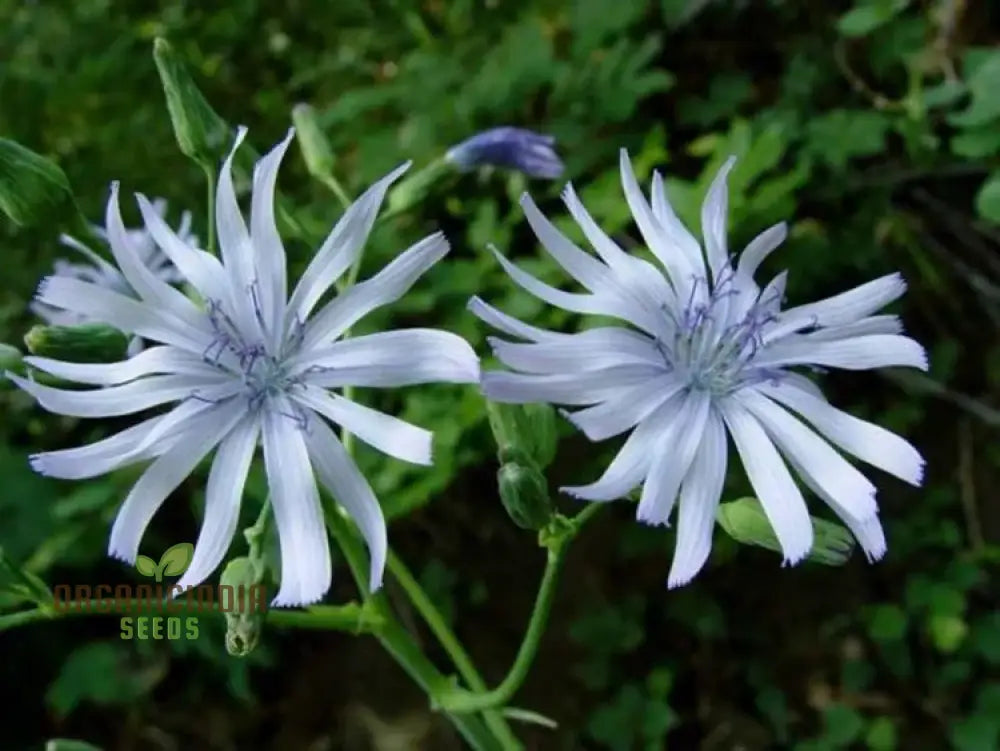 Lactuca Plumieri Seeds For Your Gardening Adventure â€“ Cultivate Exquisite Flora Straight From