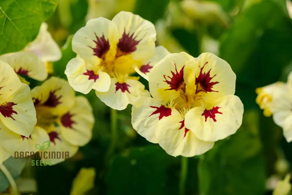 Lady Bird Cream Purple Nasturtium Flower Seeds For Planting Expert Tips For And Gardening