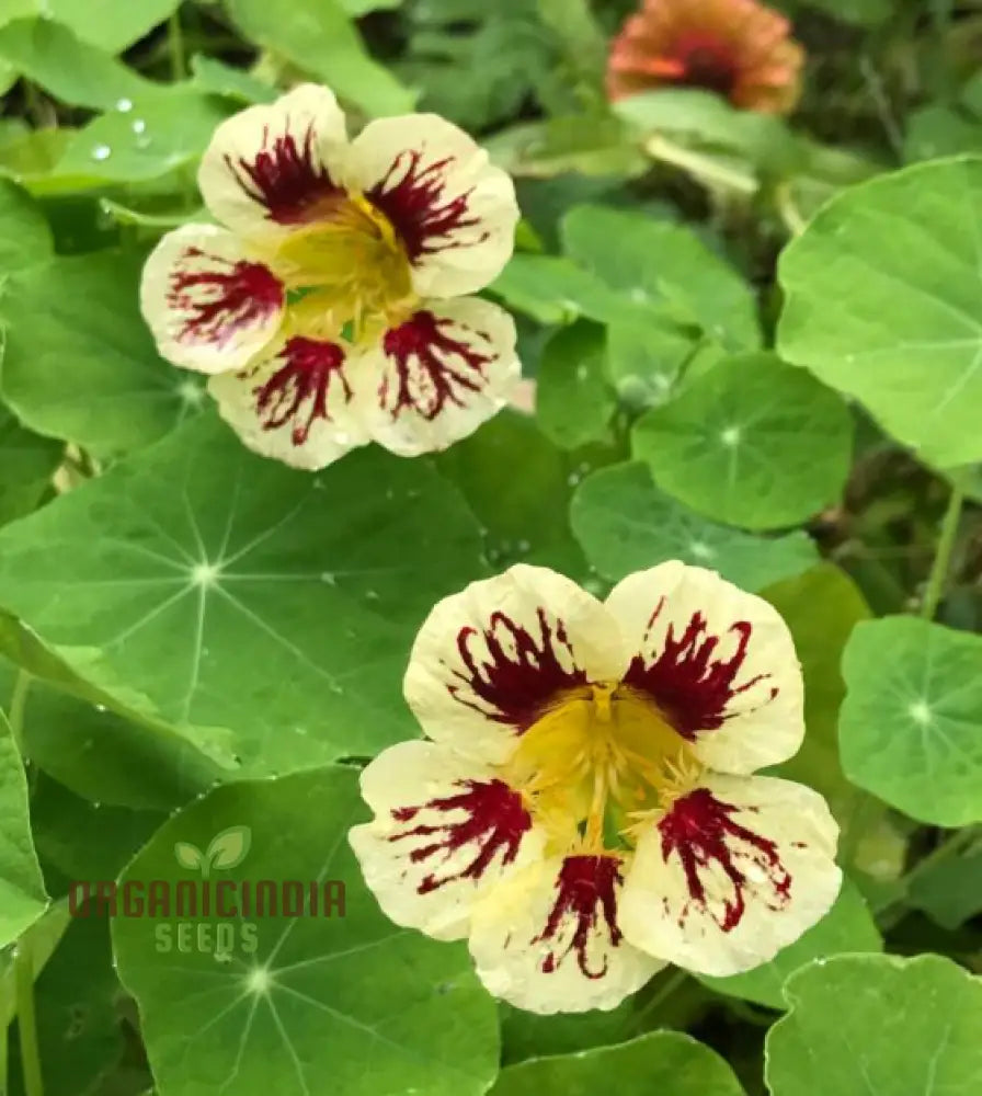 Lady Bird Cream Purple Nasturtium Flower Seeds For Planting Expert Tips For And Gardening