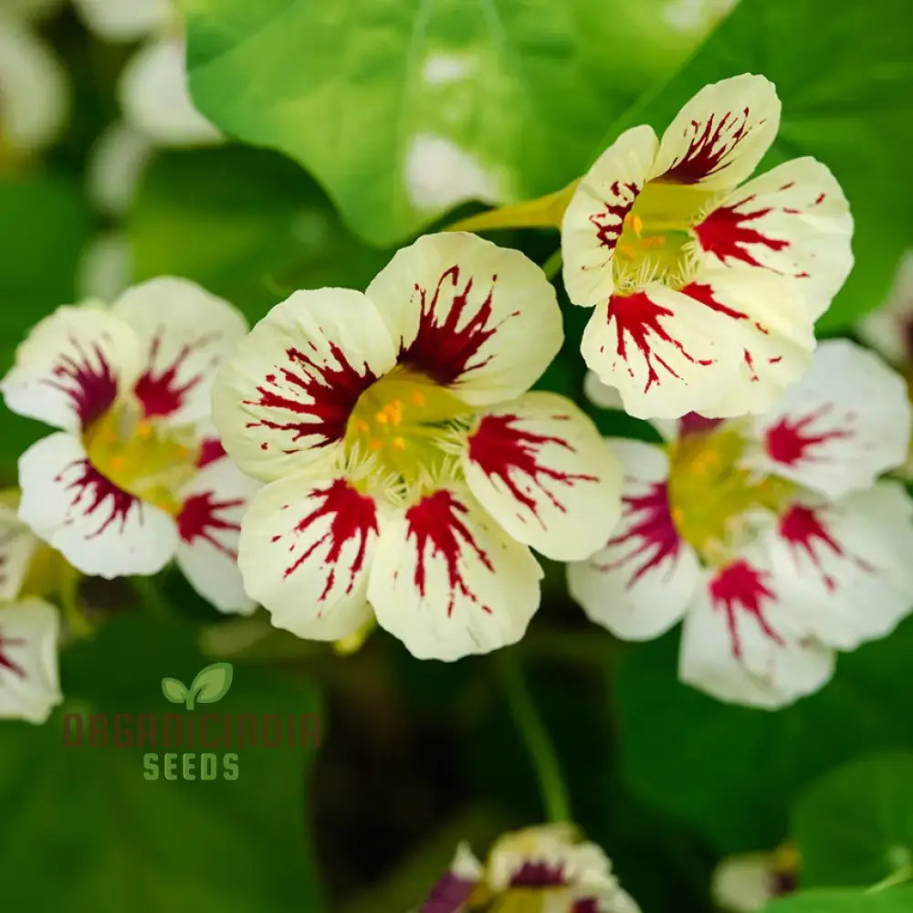 Lady Bird Cream Purple Nasturtium Flower Seeds For Planting Expert Tips For And Gardening