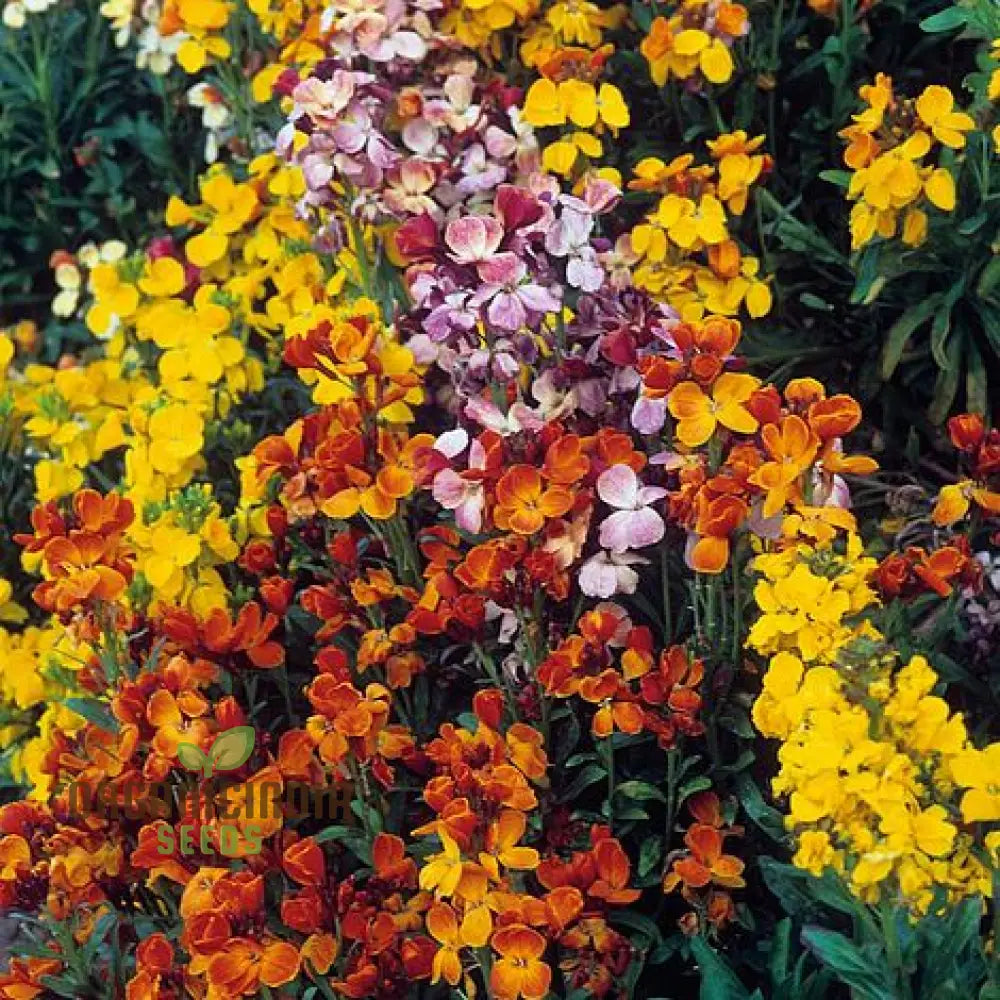 Lady Mixed Flower Seeds For Planting: Blooming Beauties - Your Premier Destination For Exquisite