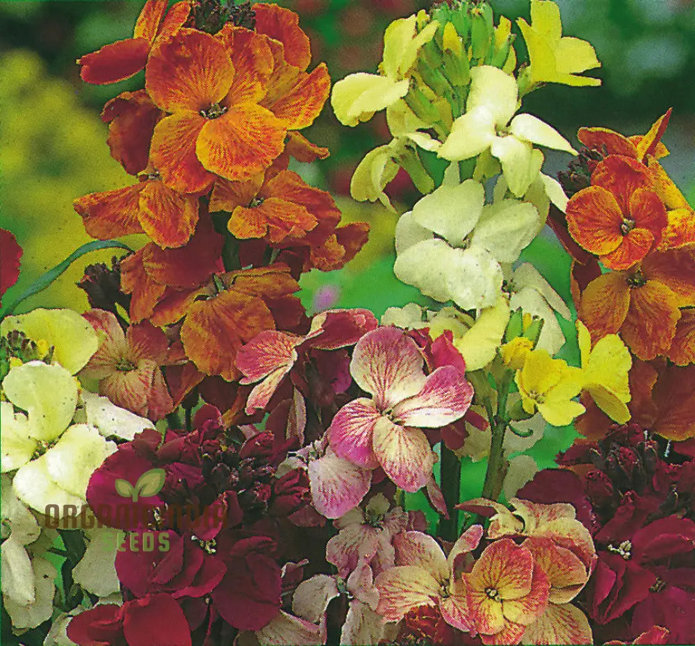 Lady Mixed Flower Seeds For Planting: Blooming Beauties - Your Premier Destination For Exquisite