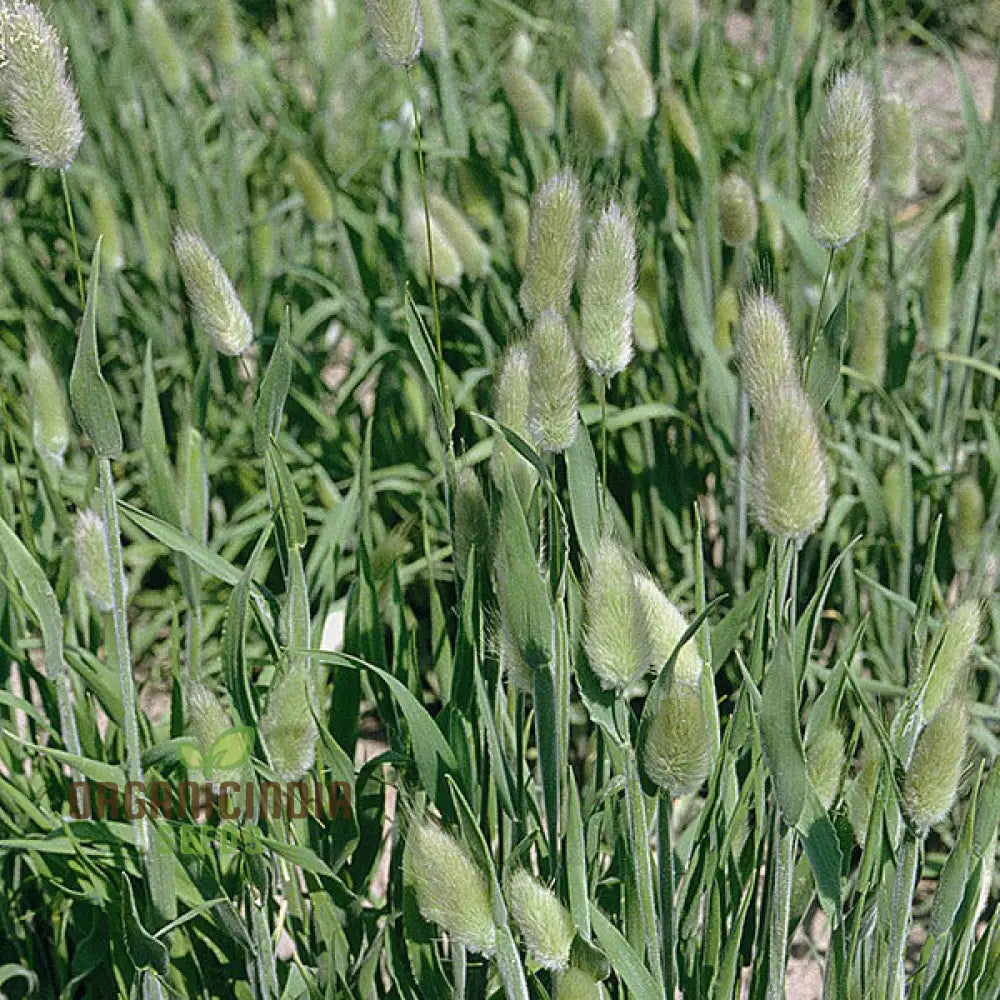 Lagurus Ovatus Seeds For Planting - Ornamental Grass For Enchanting Gardens And Charming Landscapesâ€™