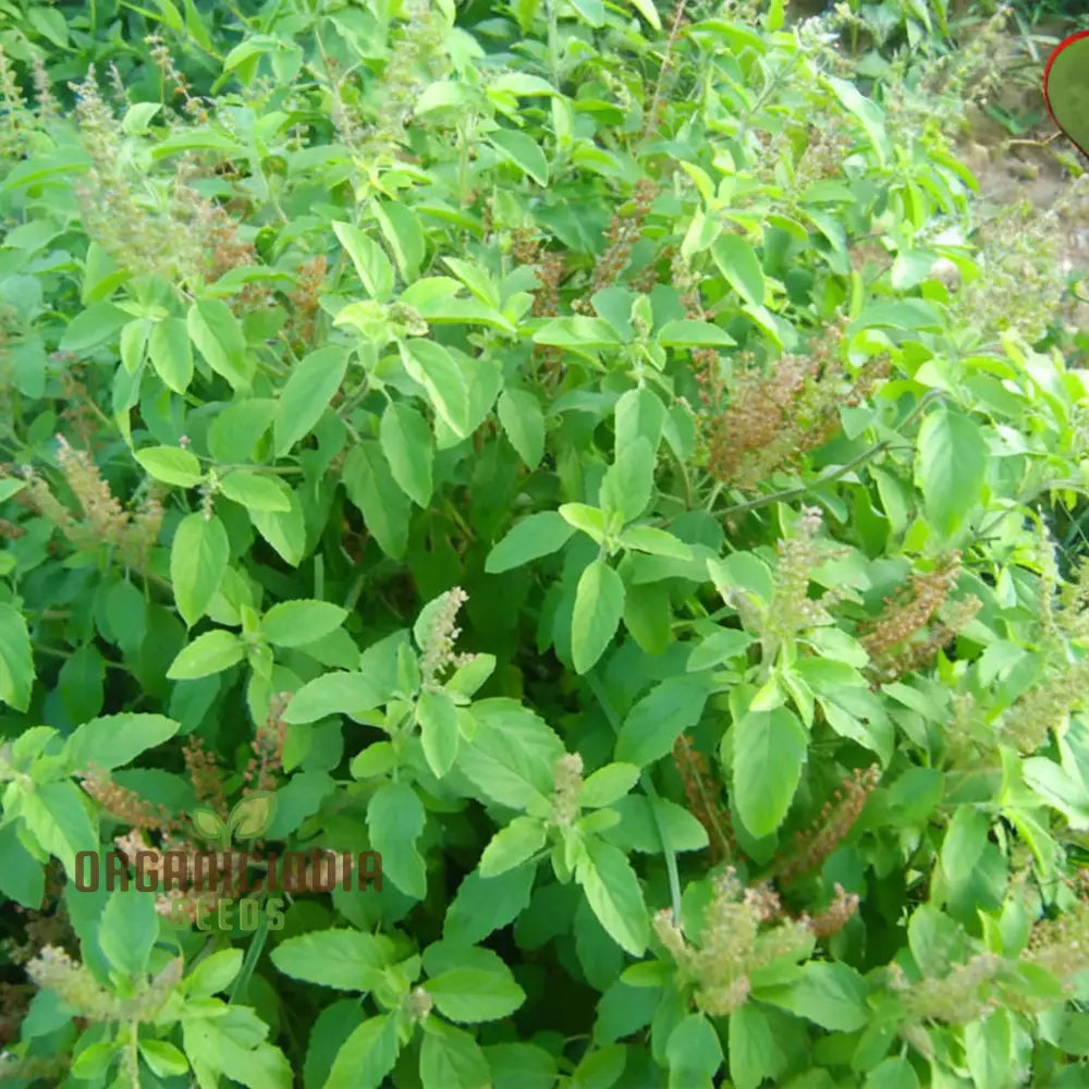 Lakshmi Tulasi Seeds For Planting - Sacred Plant For Spiritual And Medicinal Gardens