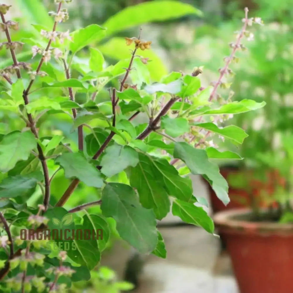 Lakshmi Tulasi Seeds For Planting - Sacred Plant For Spiritual And Medicinal Gardens