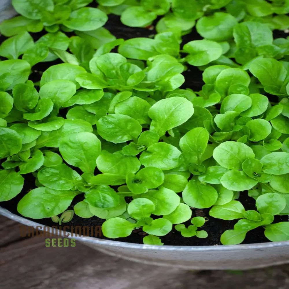 Lambs Lettuce Verte De Cambrai Seeds – Elevate Your Gardening Experience With Fresh Flavorful