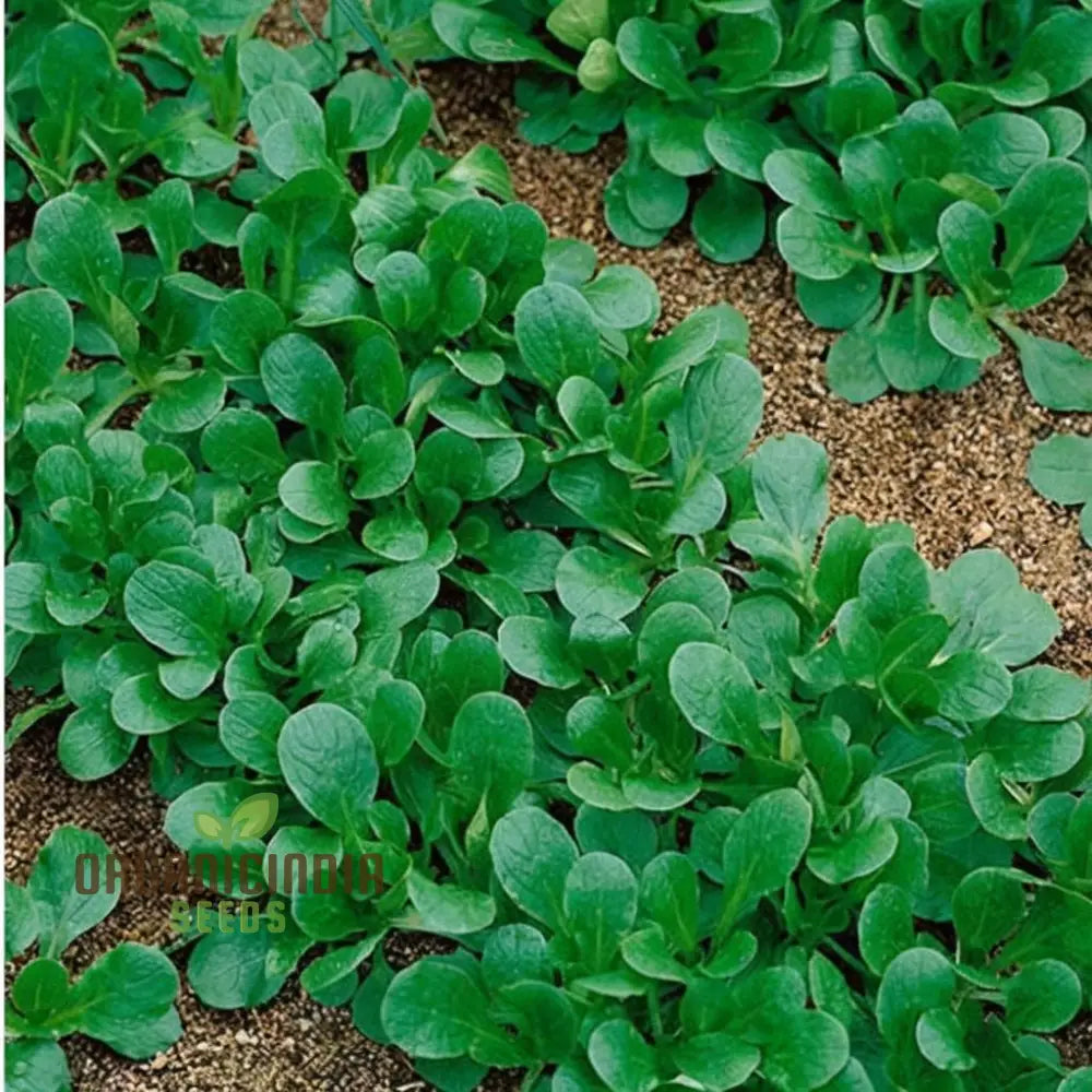 Lambs Lettuce Verte De Cambrai Seeds – Elevate Your Gardening Experience With Fresh Flavorful