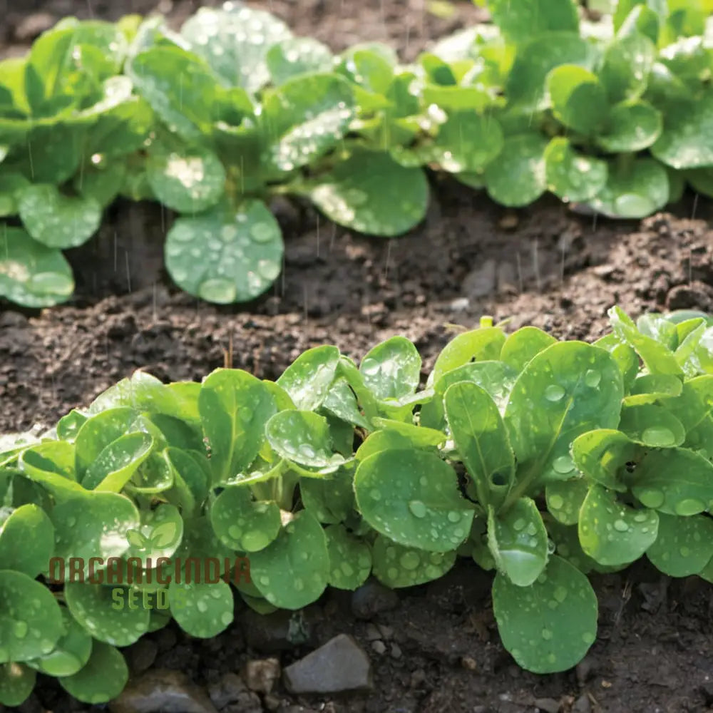 Lambs Lettuce Verte De Cambrai Seeds – Elevate Your Gardening Experience With Fresh Flavorful