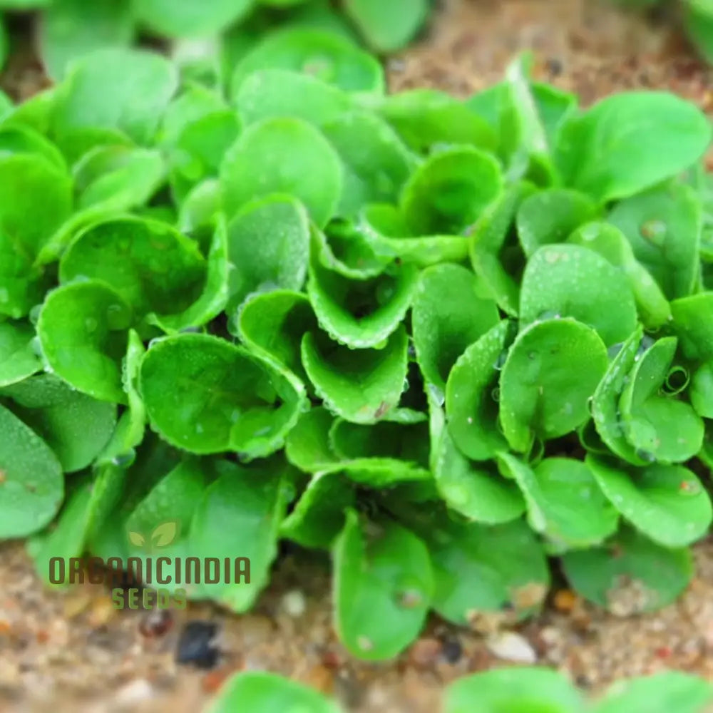 Lambs Lettuce Verte De Cambrai Seeds â€“ Elevate Your Gardening Experience With Fresh Flavorful