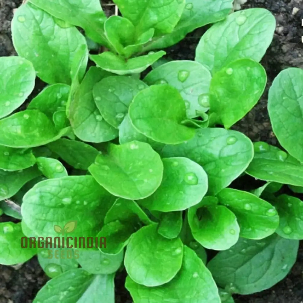 Lambs Lettuce Verte De Cambrai Seeds – Elevate Your Gardening Experience With Fresh Flavorful