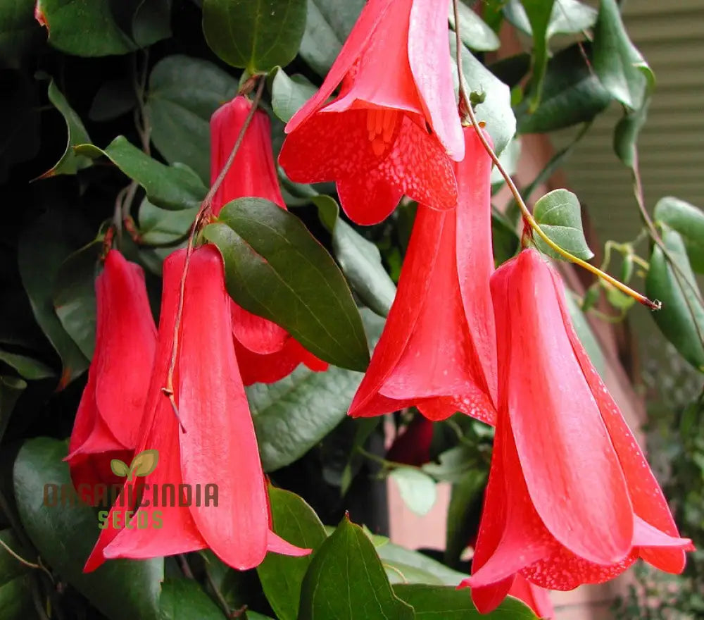 Lapageria Rosea- Premium Seeds For Your Garden’s Flourishing Beauty And Delicate Elegance!