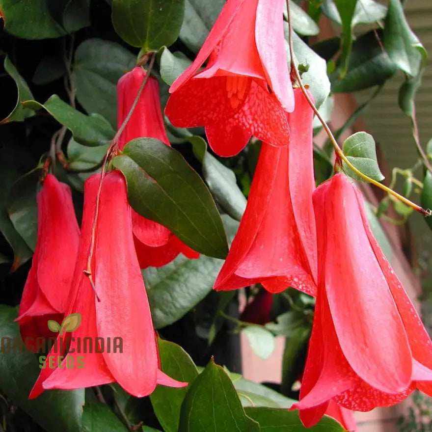 Lapageria Rosea- Premium Seeds For Your Gardenâ€™s Flourishing Beauty And Delicate Elegance!