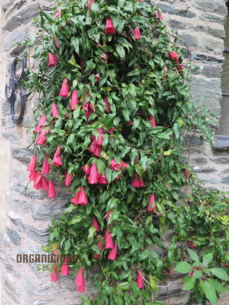 Lapageria Rosea- Premium Seeds For Your Gardenâ€™s Flourishing Beauty And Delicate Elegance!