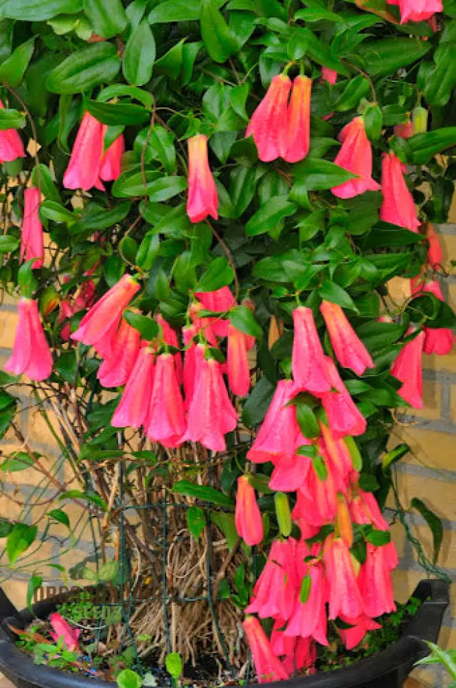 Lapageria Rosea- Premium Seeds For Your Gardenâ€™s Flourishing Beauty And Delicate Elegance!