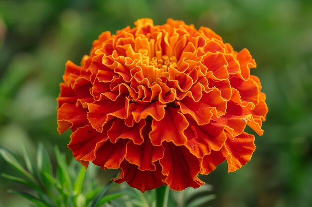 Triploid Marigold Flower Seeds – Hybrid Vigorous Blooms for Gardens