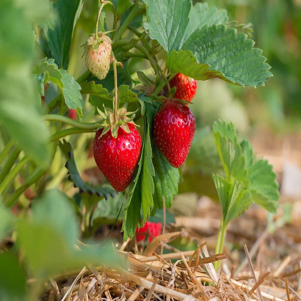 Quinault Strawberry Seeds for Planting – Everbearing, Sweet & Juicy Berries