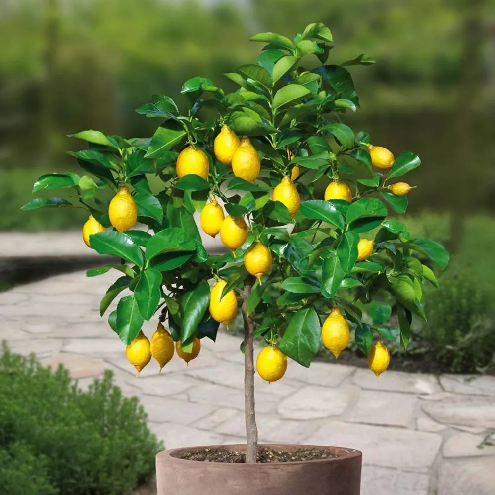 Ponderosa Lemon Seeds for Planting – Grow Large Juicy Citrus at Home