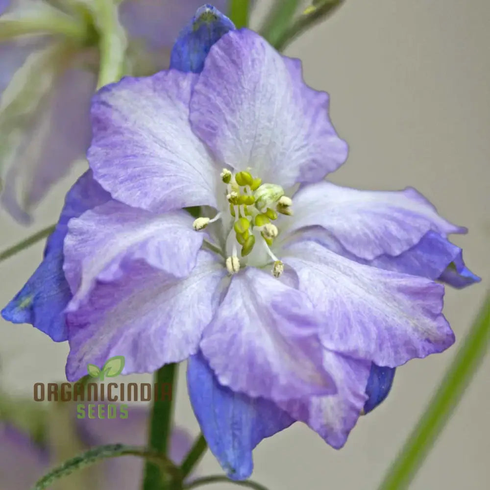 Larkspur Fancy Purple Picotee Flower Seeds Elevate Your Garden With Stunning Blooms And Expert Tips