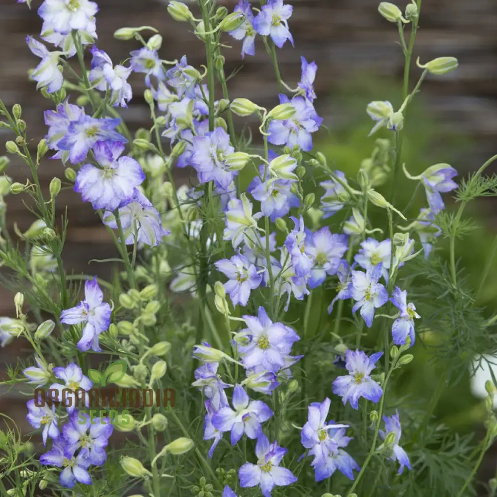 Larkspur Fancy Purple Picotee Flower Seeds Elevate Your Garden With Stunning Blooms And Expert Tips