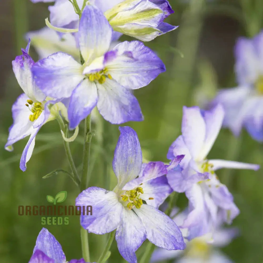 Larkspur Fancy Purple Picotee Flower Seeds Elevate Your Garden With Stunning Blooms And Expert Tips