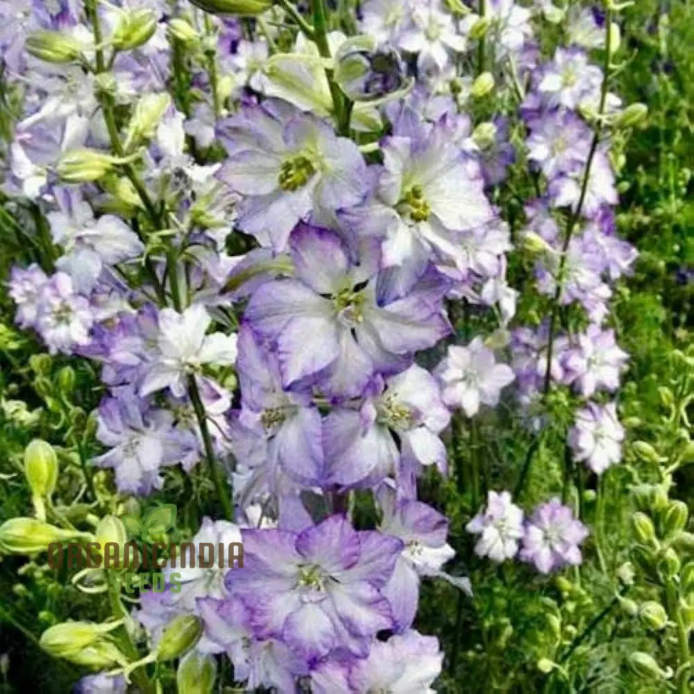 Larkspur Fancy Purple Picotee Flower Seeds Elevate Your Garden With Stunning Blooms And Expert Tips