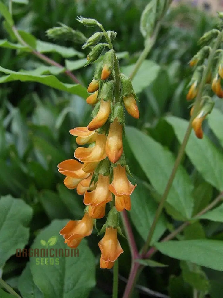 Lathyrus Aureus Seeds For A Flourishing Garden Experience-Embrace Natureâ€™s Beauty!