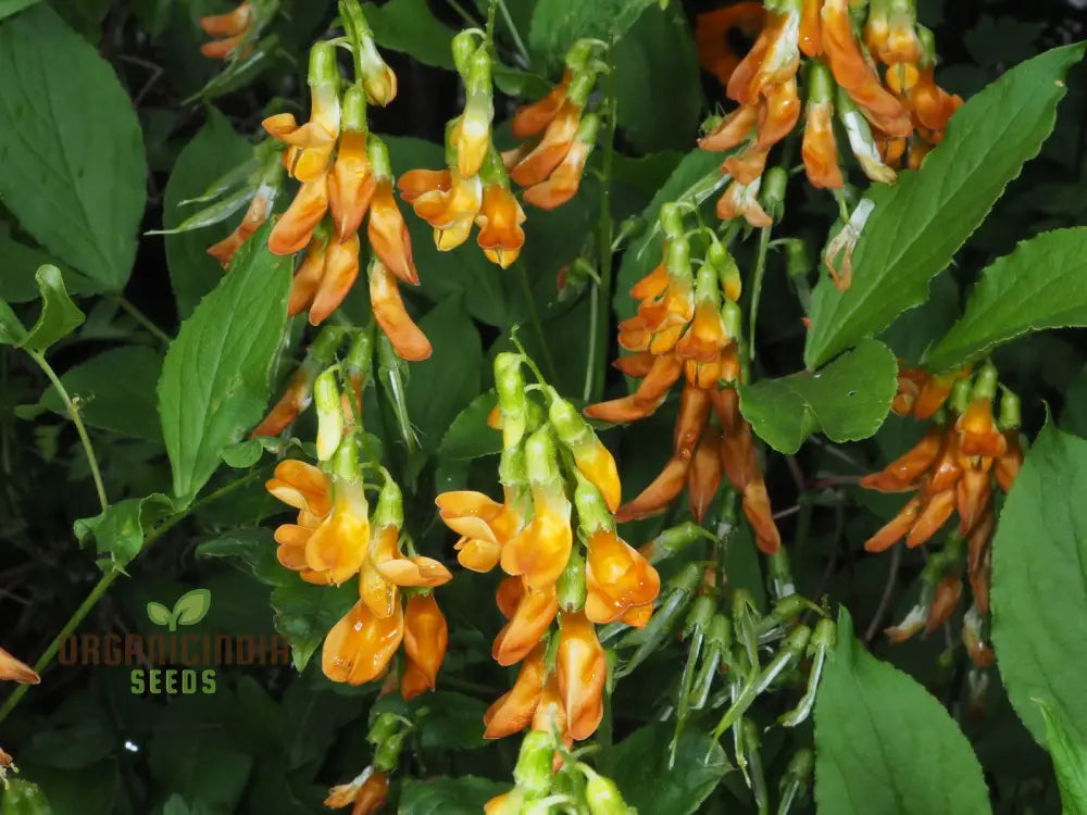 Lathyrus Aureus Seeds For A Flourishing Garden Experience-Embrace Natureâ€™s Beauty!